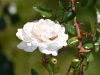 DSC_0620.jpg