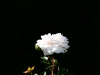 DSC_0623.jpg